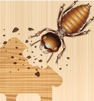 termite treatment pest control